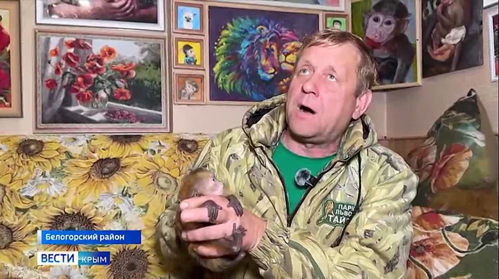 Четырехмесячная обезьянка Анфиса из крымского сафари-парка нуждается в помощи