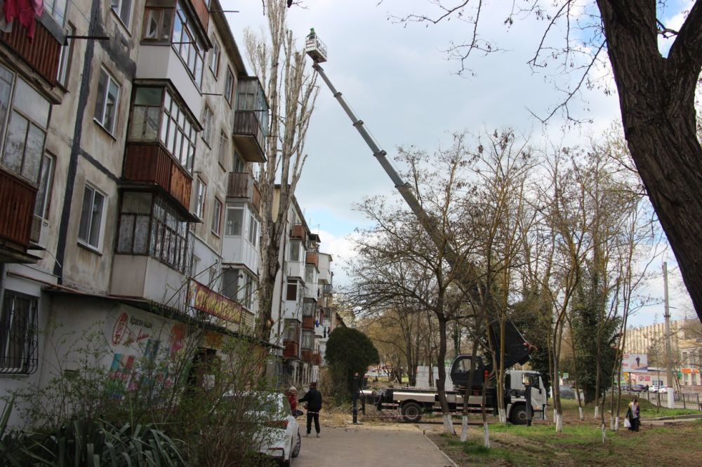 #зеленые_насаждения. В Керчи коммунальные службы продолжают работы по обрезке и сносу аварийных деревьев #зеленые_насаждения. В Керчи коммунальные службы продолжают работы по обрезке и сносу аварийных деревьев