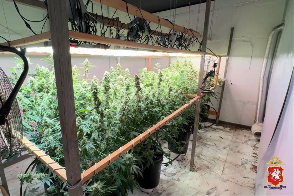 Жителя Балаклавы обвиняют в выращивание конопли и продаже марихуаны Жителя Балаклавы обвиняют в выращивание конопли и продаже марихуаны