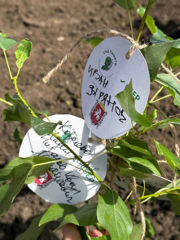 Ольга Шевцова: Мы помним! Мы гордимся!. Сегодня в городе-герое Керчь высадили Тополь Победы в рамках Международной акции «Сад памяти» ВАЖНО Ольга Шевцова: Мы помним! Мы гордимся!. Сегодня в городе-герое Керчь высадили Тополь Победы в рамках Международной акции «Сад памяти» ВАЖНО