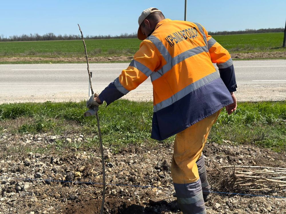 Антон Кравец: Сегодня специалисты филиала дорожной службы в нашем районе в рамках Всекрымского субботника провели высадку краснолистного тополя вдоль автомобильной дороги Нижнегорский - Желябовка