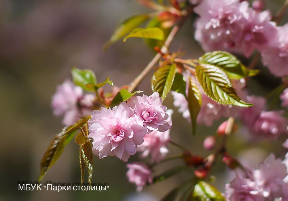 Симферопольский парк им. Гагарина наполнился ароматом цветущей сакуры Симферопольский парк им. Гагарина наполнился ароматом цветущей сакуры