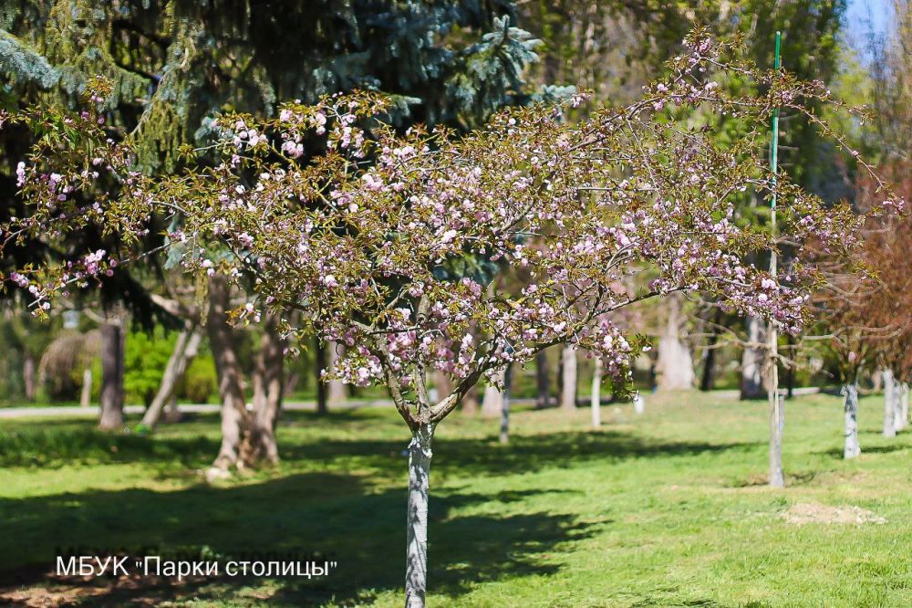 Симферопольский парк им. Гагарина наполнился ароматом цветущей сакуры Симферопольский парк им. Гагарина наполнился ароматом цветущей сакуры