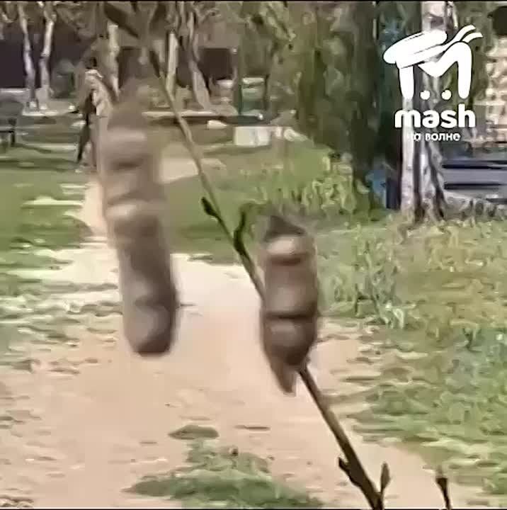          -      