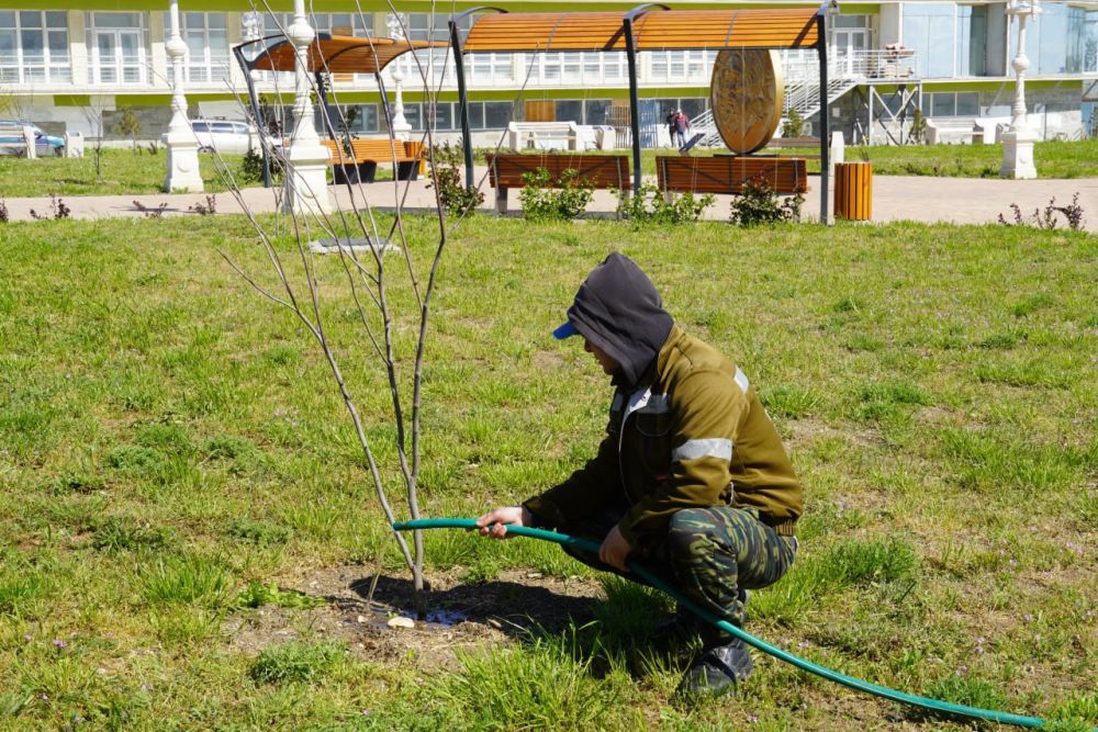 #зеленые_насаждения. С установлением сухой теплой погоды в Керчи активизировались работы по поливу зеленых насаждений #зеленые_насаждения. С установлением сухой теплой погоды в Керчи активизировались работы по поливу зеленых насаждений