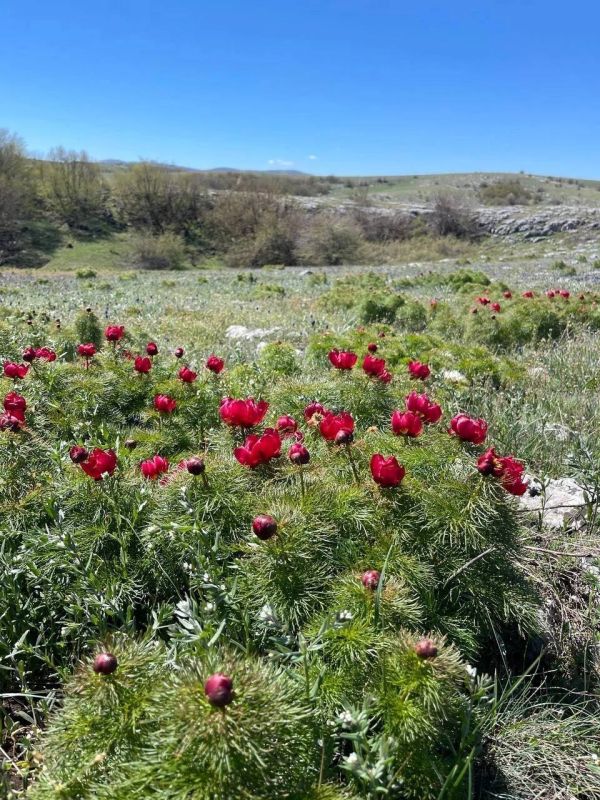 В Крыму продолжается сезон цветения редких краснокнижных растений- дикие пионы, ландыши, орхидеи, асфоделина, ирис низкий, герань клубневая и другие В Крыму продолжается сезон цветения редких краснокнижных растений- дикие пионы, ландыши, орхидеи, асфоделина, ирис низкий, герань клубневая и другие
