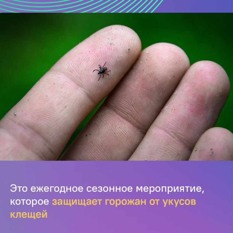 Стоп клещи. В столице Крыма обрабатывают зеленые зоны от паразитов Стоп клещи. В столице Крыма обрабатывают зеленые зоны от паразитов