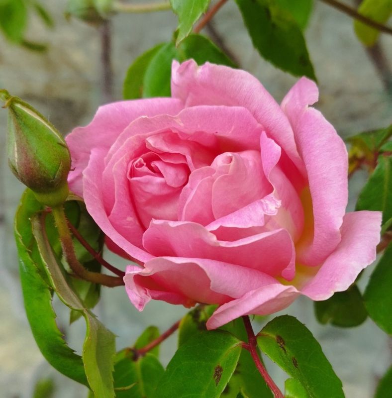 ������� ���� ������ ������� � ��������� ������������ ����