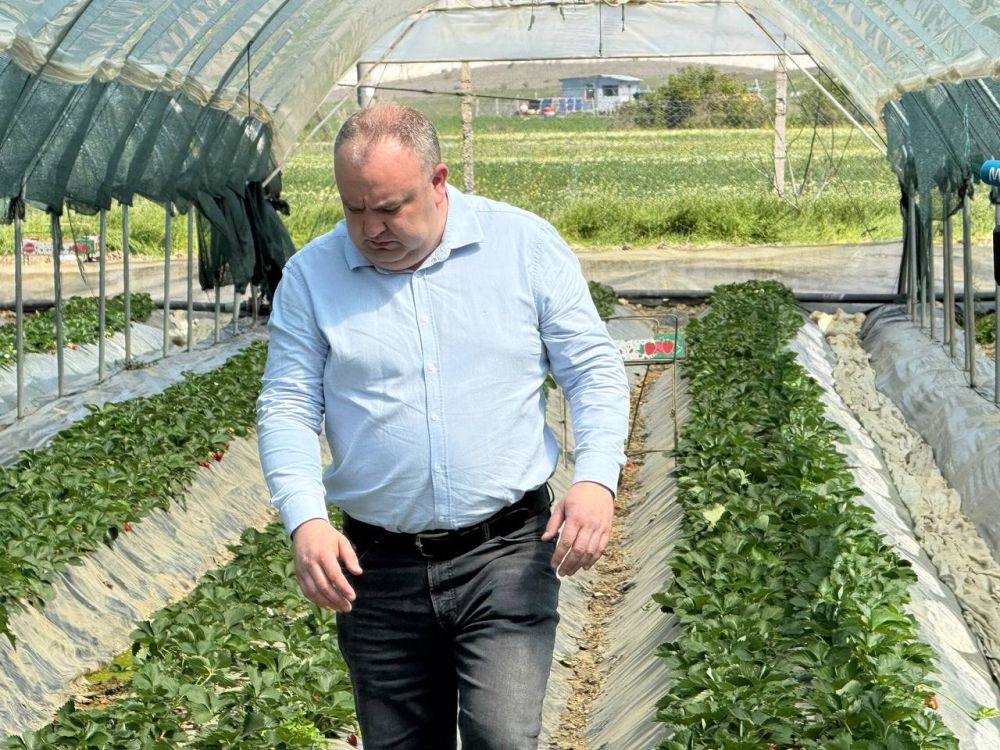 Министр сельского хозяйства Республики Крым Денис Кратюк посетил ООО «Холмовская сладкая клубника» Министр сельского хозяйства Республики Крым Денис Кратюк посетил ООО «Холмовская сладкая клубника»
