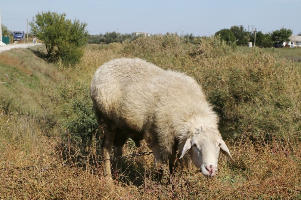 Страшная новость ошеломила жителей маленького села Нива в Раздольненском районе Крыма