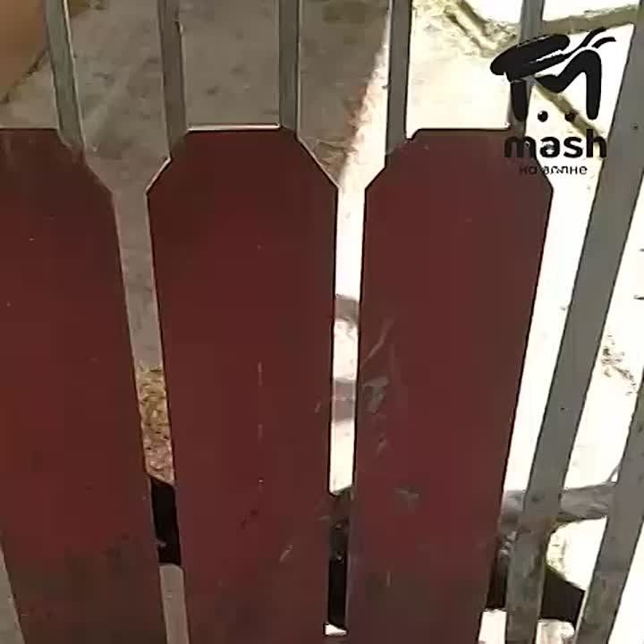      Mash  