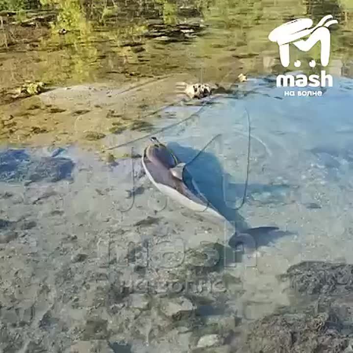  ,   ,     