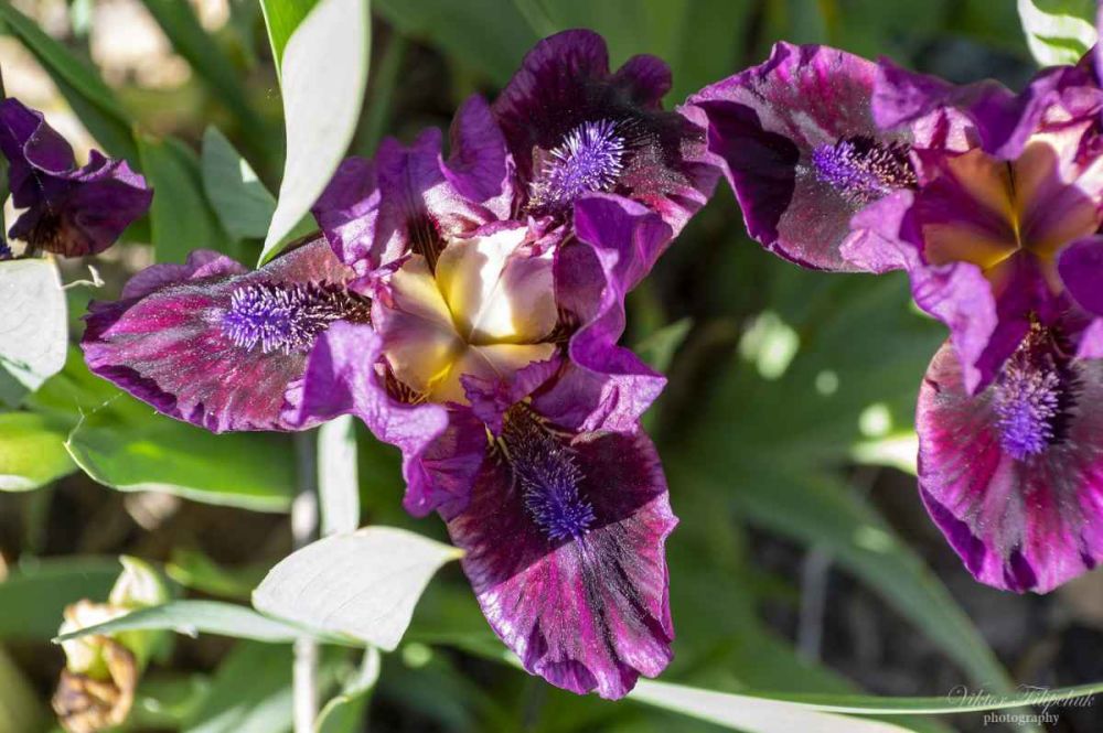 В Никитском ботсаду пройдет Карнавал ирисов