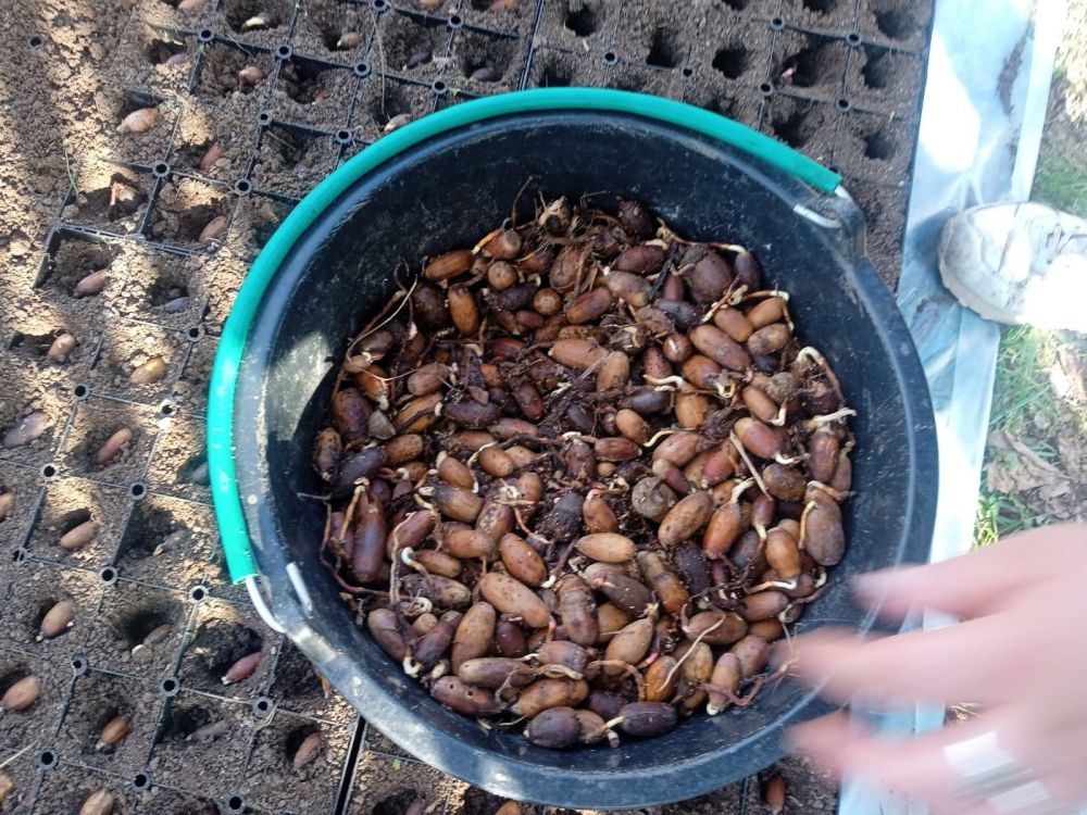 Ежегодно на территории лесохозяйственных учреждений Республики Крым выращивается более 2 млн Ежегодно на территории лесохозяйственных учреждений Республики Крым выращивается более 2 млн