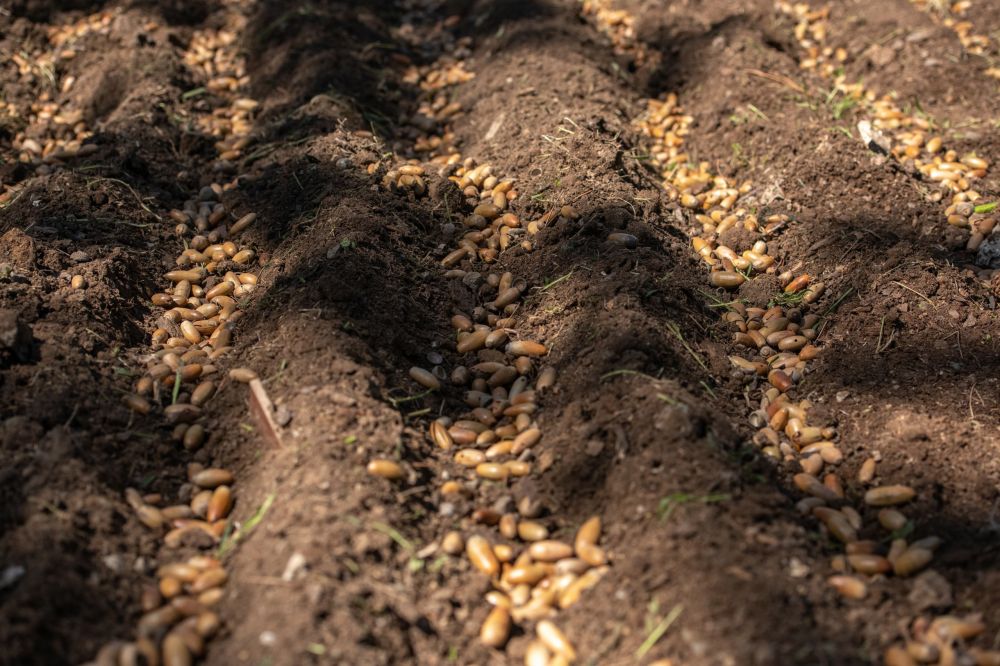 Ежегодно на территории лесохозяйственных учреждений Республики Крым выращивается более 2 млн