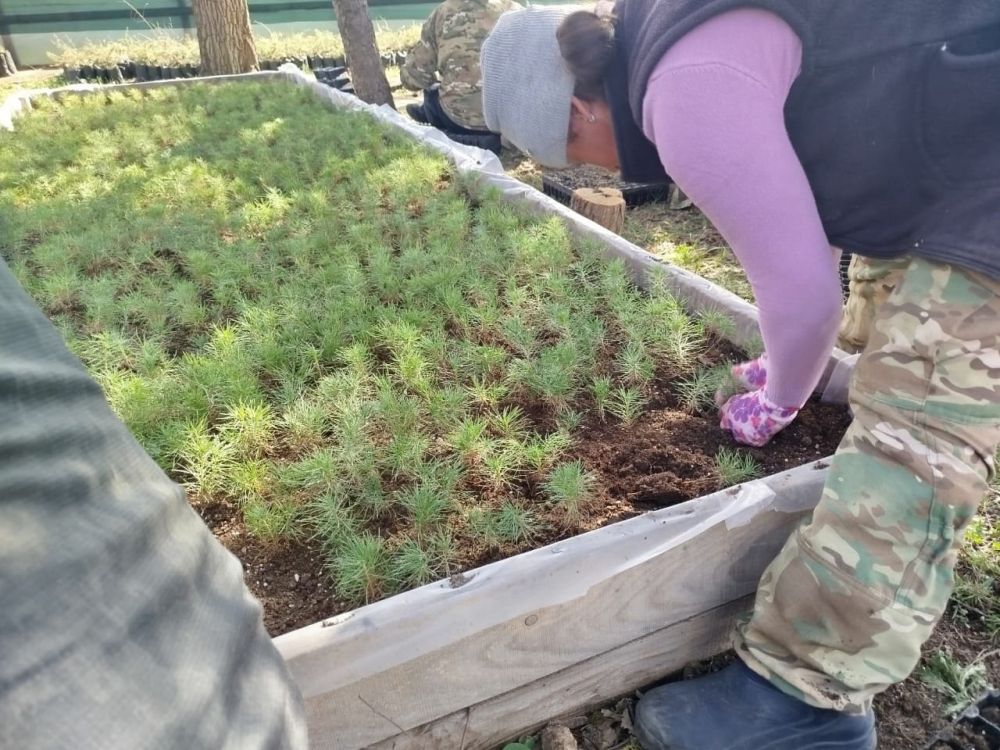 Ежегодно на территории лесохозяйственных учреждений Республики Крым выращивается более 2 млн Ежегодно на территории лесохозяйственных учреждений Республики Крым выращивается более 2 млн