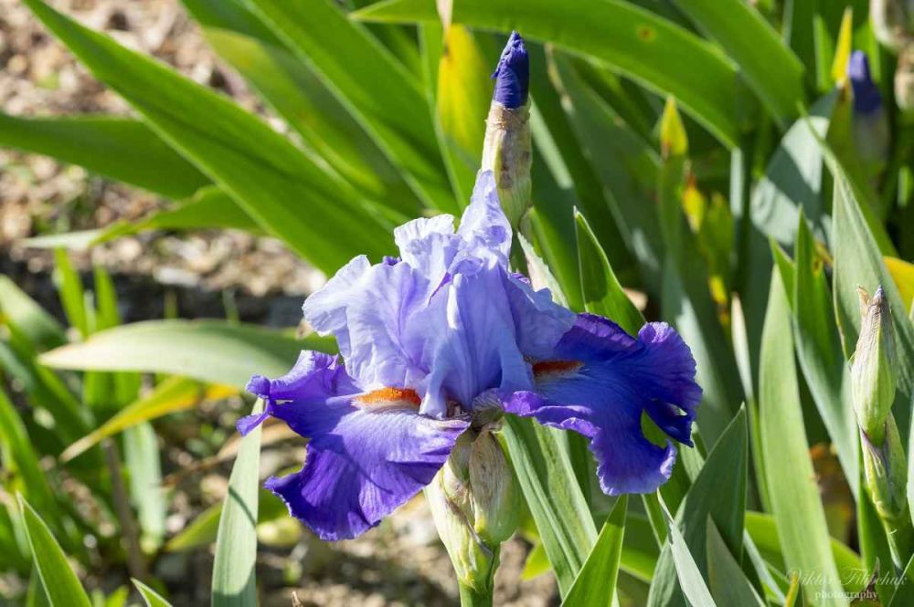 В Никитском ботсаду пройдет Карнавал ирисов В Никитском ботсаду пройдет Карнавал ирисов