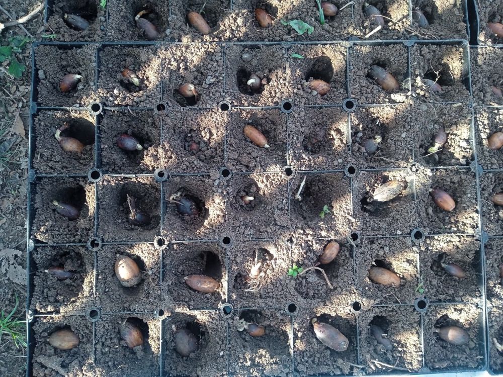 Ежегодно на территории лесохозяйственных учреждений Республики Крым выращивается более 2 млн Ежегодно на территории лесохозяйственных учреждений Республики Крым выращивается более 2 млн