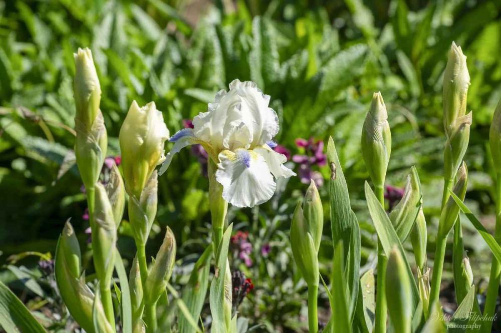 В Никитском ботсаду пройдет Карнавал ирисов В Никитском ботсаду пройдет Карнавал ирисов