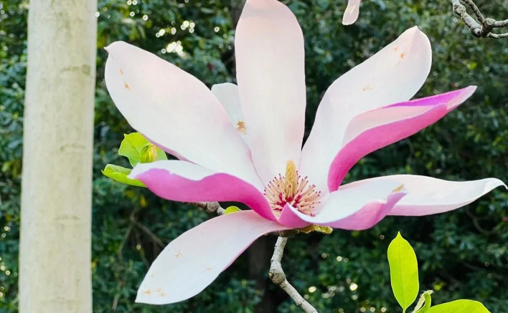 Цветочные маршруты по России: от крымской лаванды до камчатских рододендронов