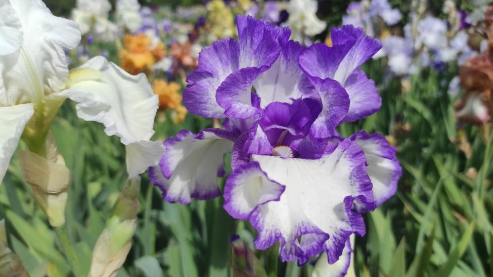 В Никитском ботсаду стартовал 20-й Карнавал ирисов В Никитском ботсаду стартовал 20-й Карнавал ирисов