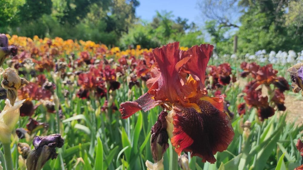 В Никитском ботсаду стартовал 20-й Карнавал ирисов В Никитском ботсаду стартовал 20-й Карнавал ирисов