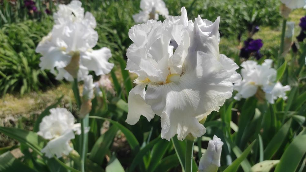 В Никитском ботсаду стартовал 20-й Карнавал ирисов В Никитском ботсаду стартовал 20-й Карнавал ирисов