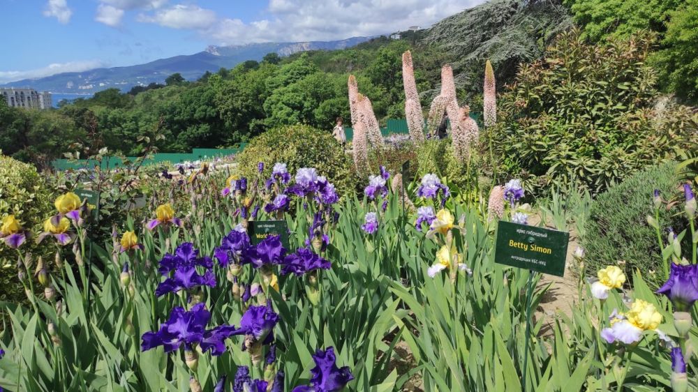 В Никитском ботсаду стартовал 20-й Карнавал ирисов В Никитском ботсаду стартовал 20-й Карнавал ирисов