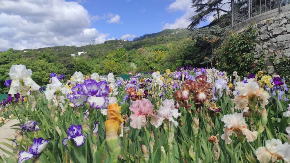 В Никитском ботсаду стартовал 20-й Карнавал ирисов