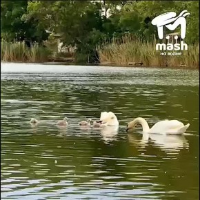           ,               