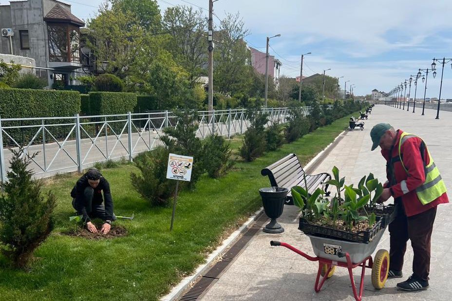 В Евпатории на набережной имени Терешковой высадили канны В Евпатории на набережной имени Терешковой высадили канны