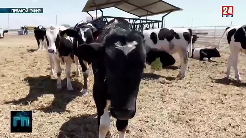 Предприятие в Раздольненском районе получило 15-миллионный грант на развитие