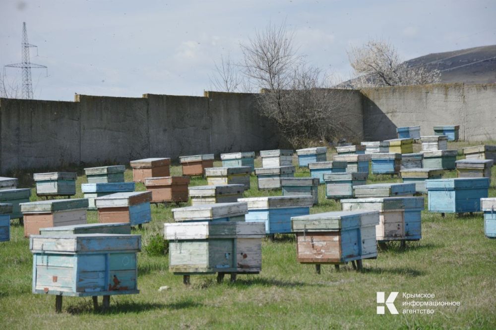Чтобы в сезон эффективно «качать» мёд, нужно всего четыре составляющие: хорошие пчелиные семьи, труд пчеловода, погодные условия и крепкая племенная матка