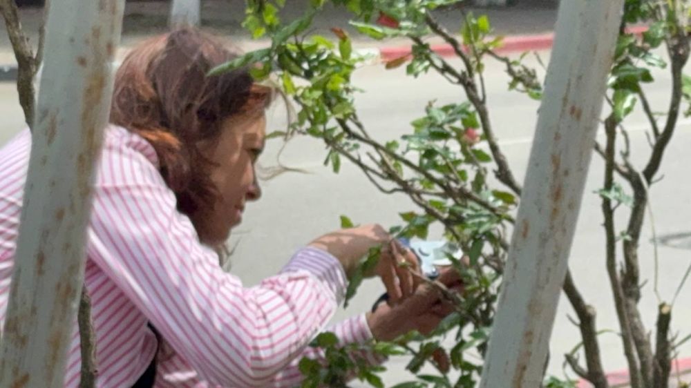 Сотрудники зеленхоза Керчи выполняют ежедневную работу по уходу за растениями Сотрудники зеленхоза Керчи выполняют ежедневную работу по уходу за растениями