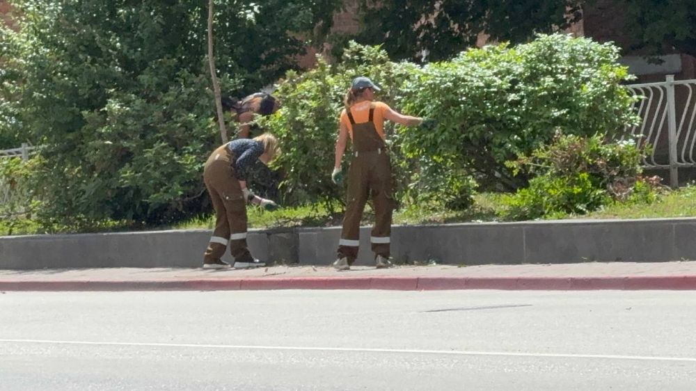 Сотрудники зеленхоза Керчи выполняют ежедневную работу по уходу за растениями Сотрудники зеленхоза Керчи выполняют ежедневную работу по уходу за растениями