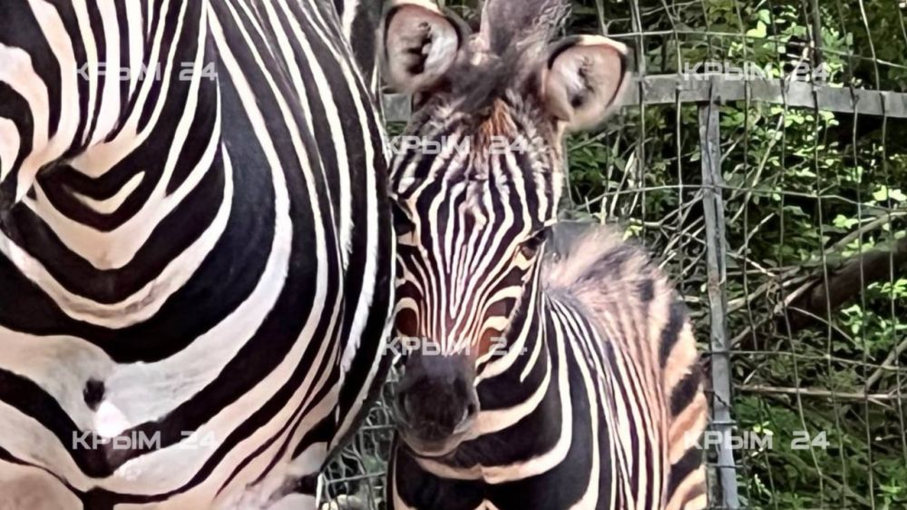 В ялтинском зоопарке у зебр с именами Россия и Крым родился первенец В ялтинском зоопарке у зебр с именами Россия и Крым родился первенец