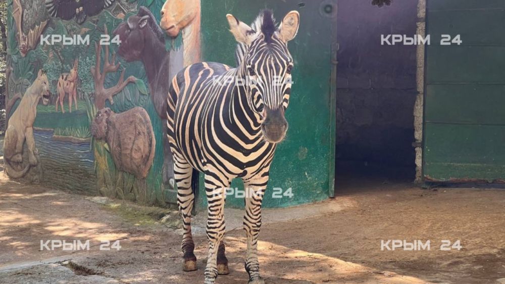 В ялтинском зоопарке у зебр с именами Россия и Крым родился первенец В ялтинском зоопарке у зебр с именами Россия и Крым родился первенец