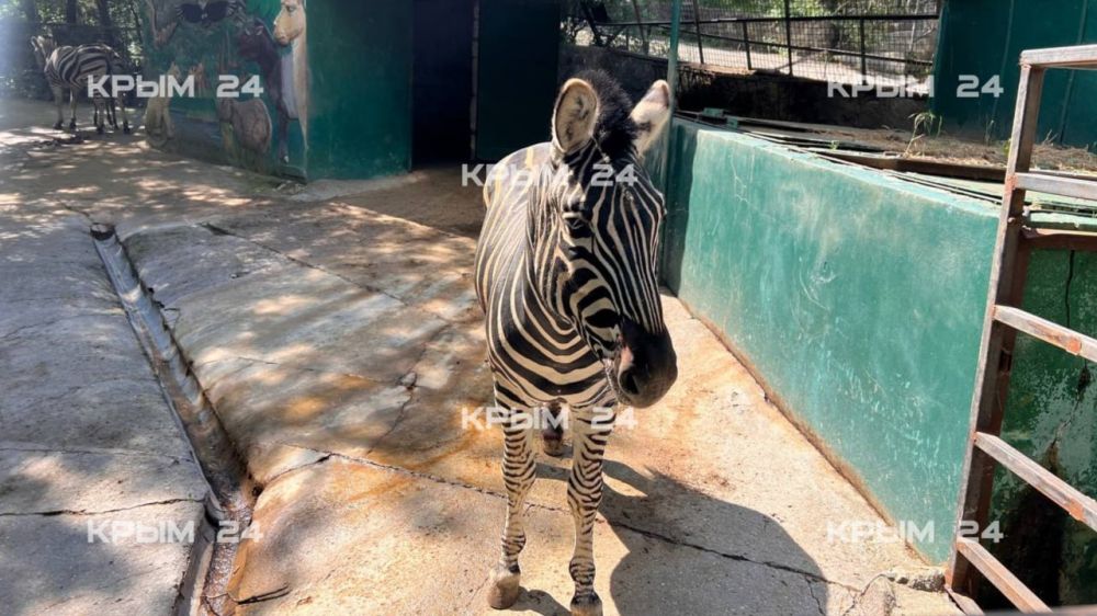 В ялтинском зоопарке у зебр с именами Россия и Крым родился первенец В ялтинском зоопарке у зебр с именами Россия и Крым родился первенец