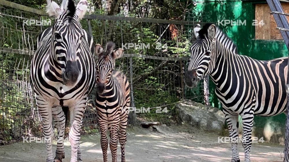 В ялтинском зоопарке у зебр с именами Россия и Крым родился первенец В ялтинском зоопарке у зебр с именами Россия и Крым родился первенец