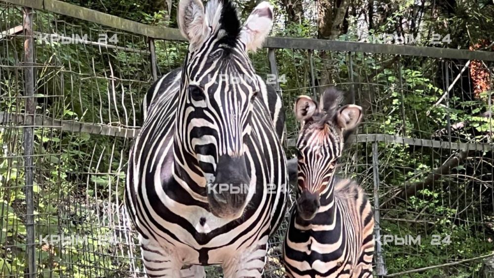 В ялтинском зоопарке у зебр с именами Россия и Крым родился первенец В ялтинском зоопарке у зебр с именами Россия и Крым родился первенец