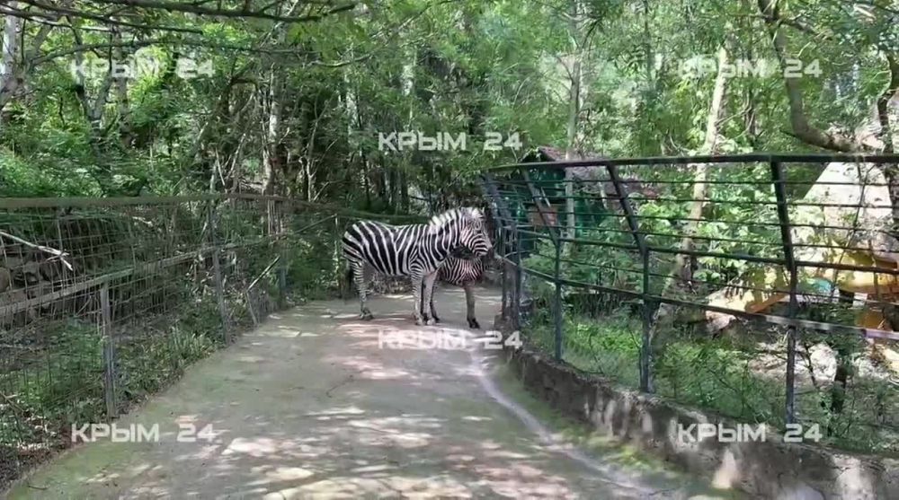 В ялтинском зоопарке у зебр с именами Россия и Крым родился первенец