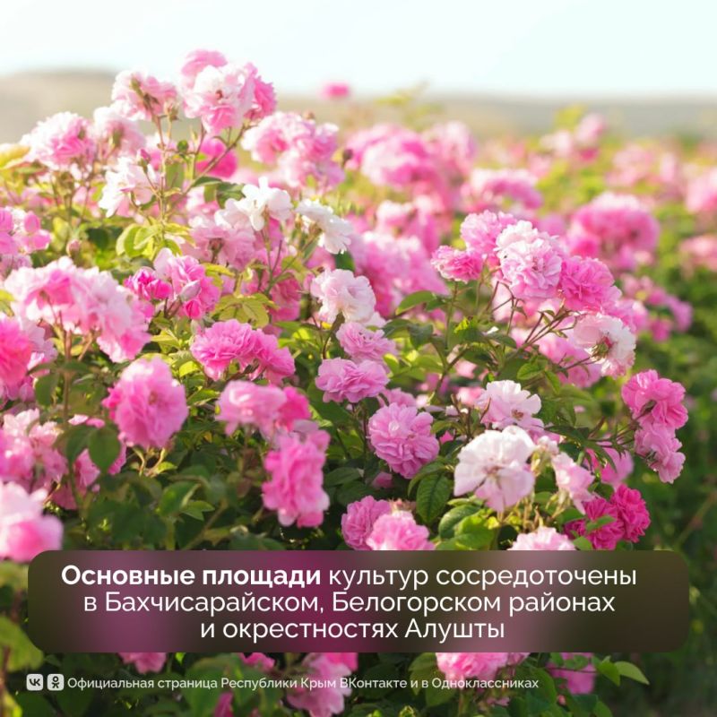 Эфиромасличной отрасли Крыма — 95 лет Эфиромасличной отрасли Крыма — 95 лет