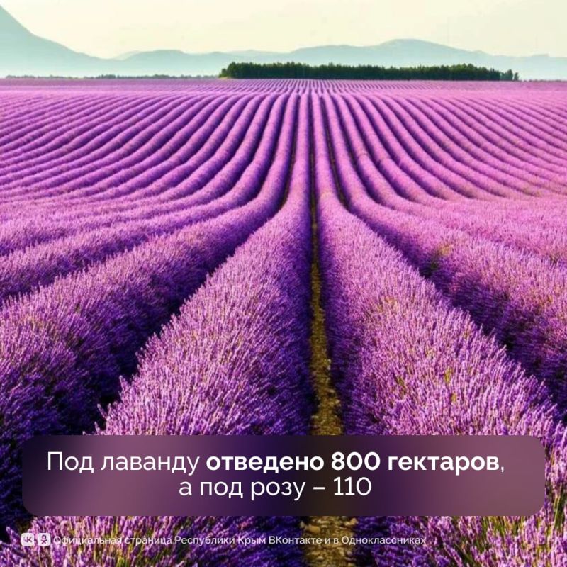Эфиромасличной отрасли Крыма — 95 лет Эфиромасличной отрасли Крыма — 95 лет
