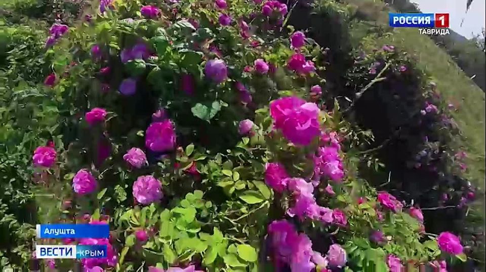 В Крыму приступили к уборке эфиромасличной розы