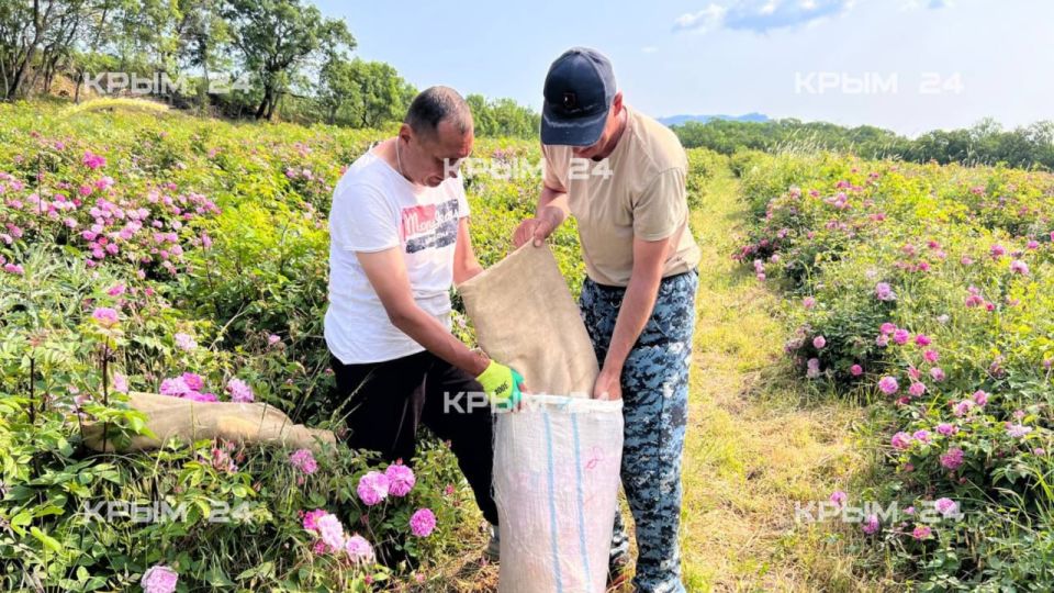 Сбор розы стартовал на полях Алушты Сбор розы стартовал на полях Алушты