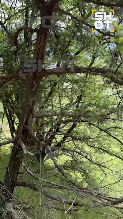 В Крыму добровольцы спасли козла, который застрял на большой высоте