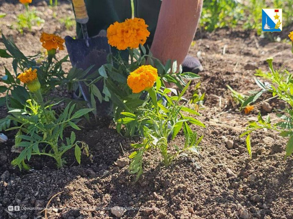 Цветочные клумбы по детским эскизам Цветочные клумбы по детским эскизам