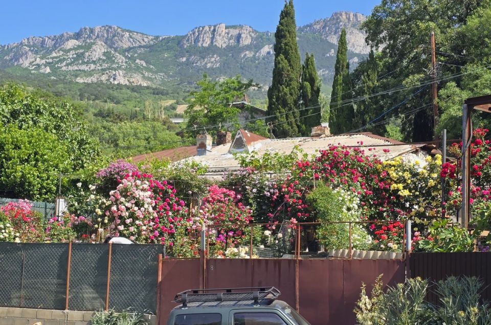 Янина Павленко: Ялта входит в пик цветения роз! Эта королева цветов уже захватила в свои объятья и наши клумбы, и приусадебные участки ялтинцев Янина Павленко: Ялта входит в пик цветения роз! Эта королева цветов уже захватила в свои объятья и наши клумбы, и приусадебные участки ялтинцев