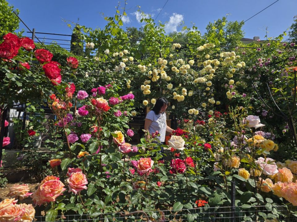 Янина Павленко: Ялта входит в пик цветения роз! Эта королева цветов уже захватила в свои объятья и наши клумбы, и приусадебные участки ялтинцев
