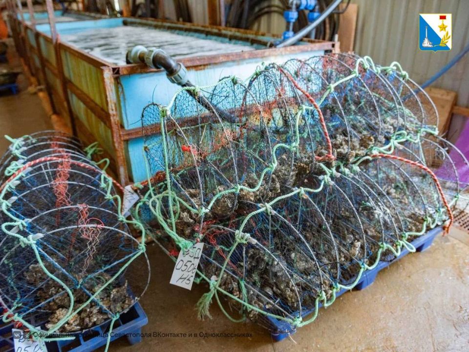 В Севастополе создают первый устричный питомник В Севастополе создают первый устричный питомник